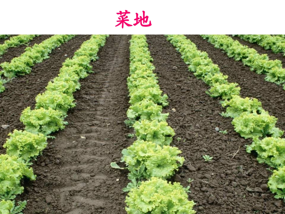 28、父亲的菜园 (2)_第2页