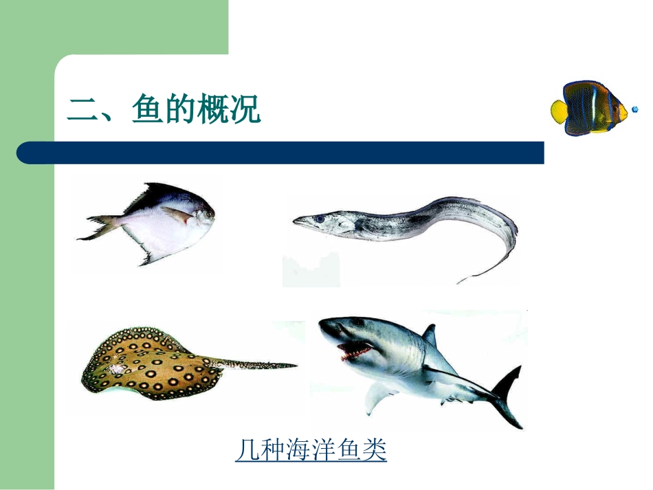 水中生活的动物_第3页