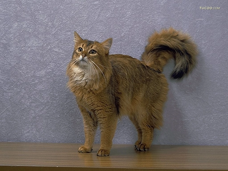 转载小学语文课件-猫_第3页