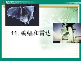 蝙蝠和雷达(1)