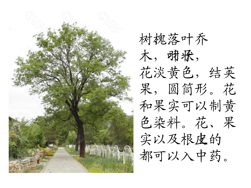4、《槐乡的孩子》课件_第3页