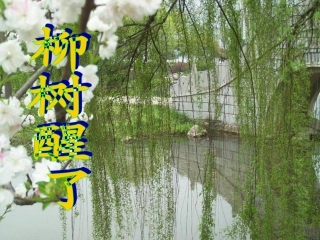 柳树醒了课件