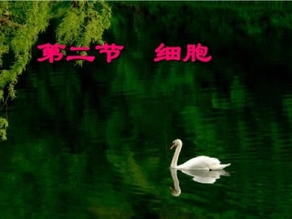 22细胞（1）