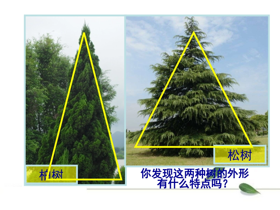 认识身边的树_第3页