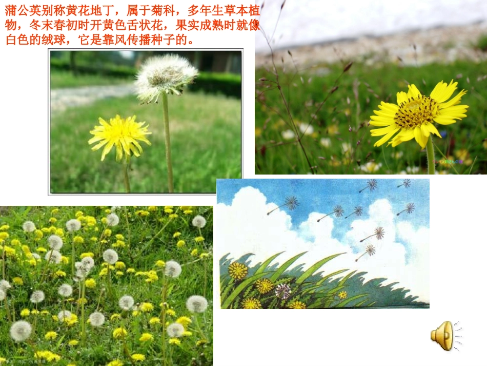 蒲公英课件 (2)_第3页