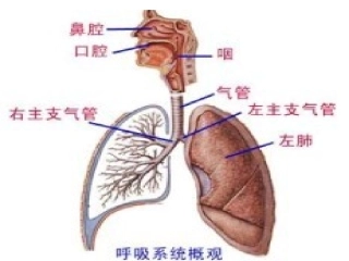 呼吸系统概观2