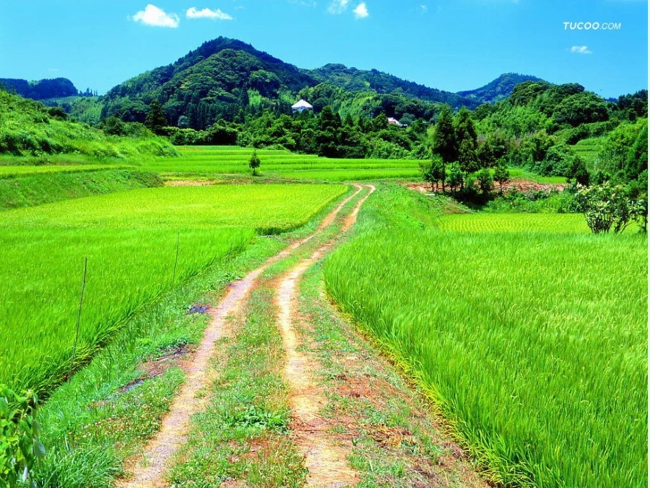 四年级语文下册21课_第2页