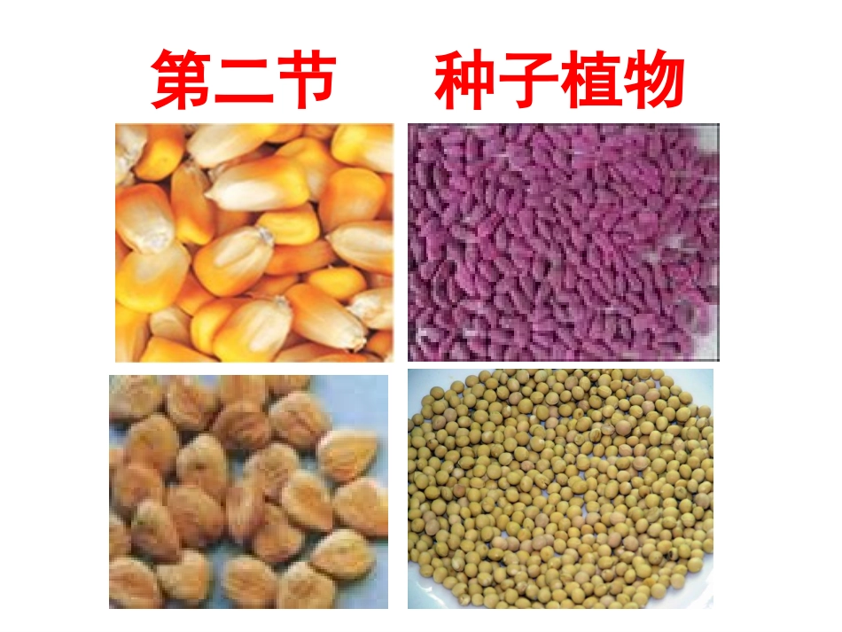 第二节种子植物 (2)_第3页