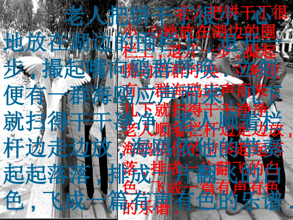 老人与海鸥姚翠萍_第2页