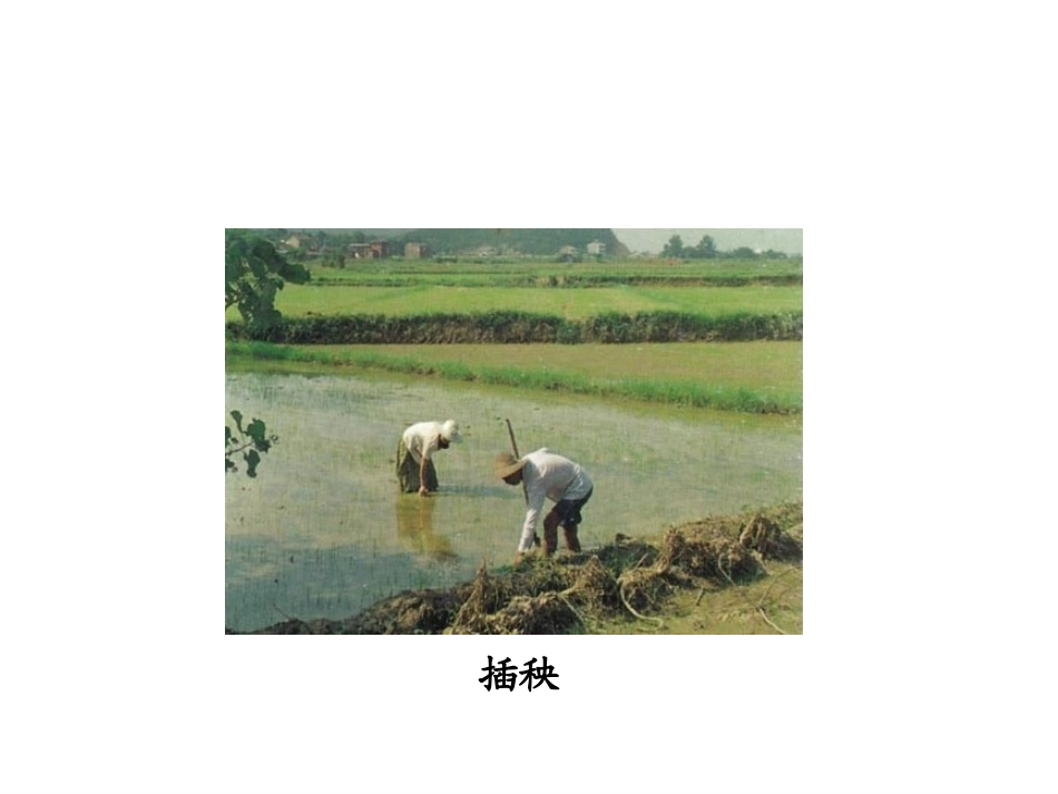 小苗快快长 (2)_第2页