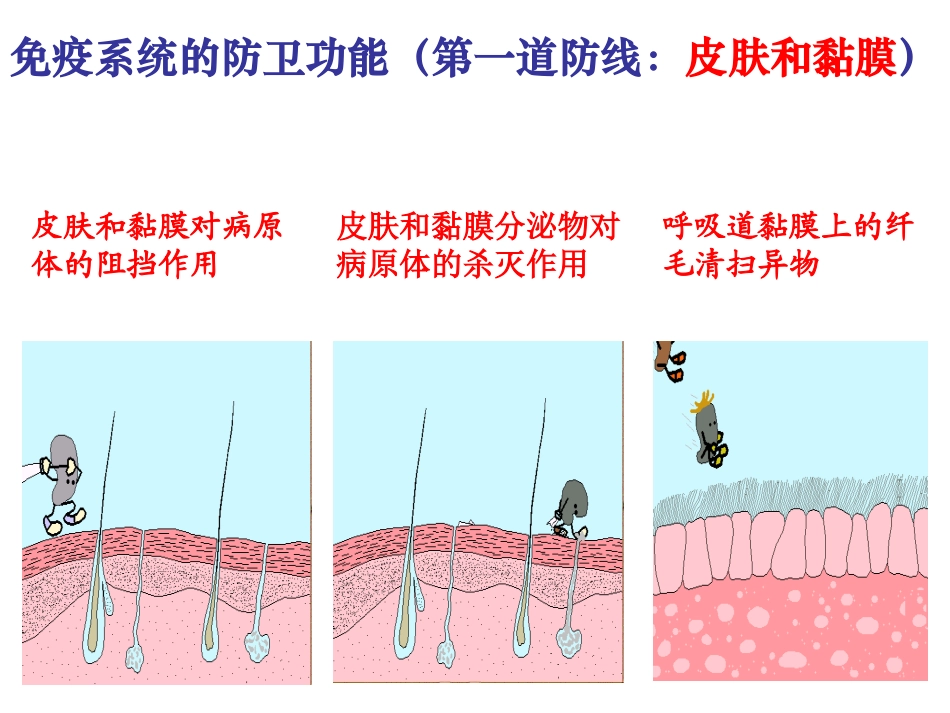 §24免疫调节_第2页
