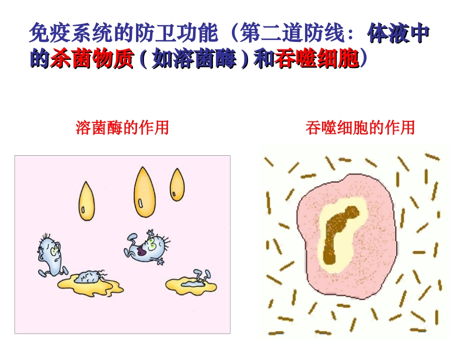 §24免疫调节_第3页
