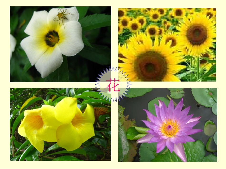 含苞待放一朵花_第3页