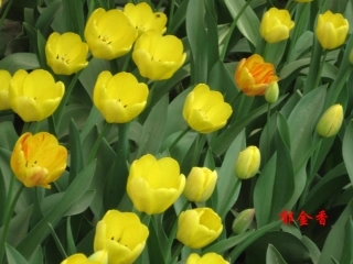 含苞待放一朵花