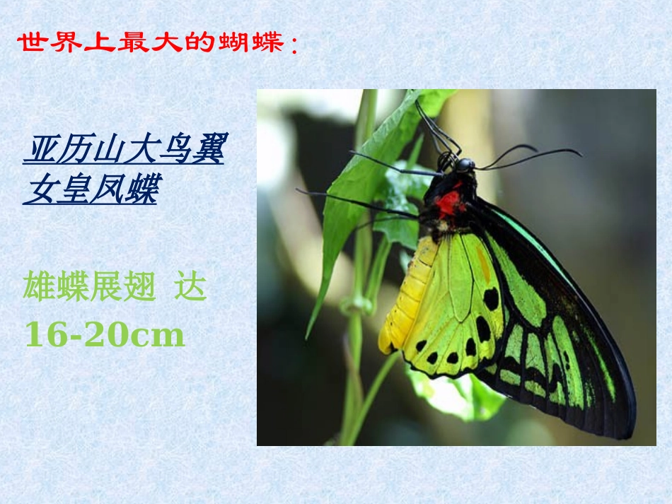 手工折纸：蝴蝶 (2)_第3页