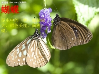 手工折纸：蝴蝶 (2)