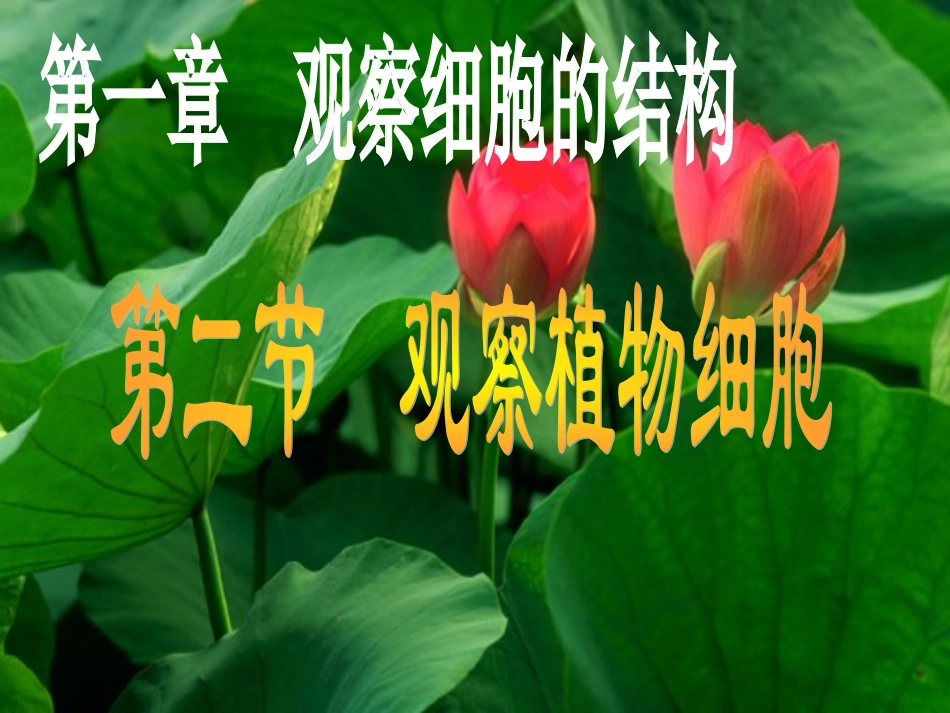 212植物细胞_第1页