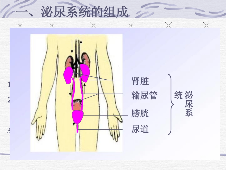 尿的形成和排出_第2页