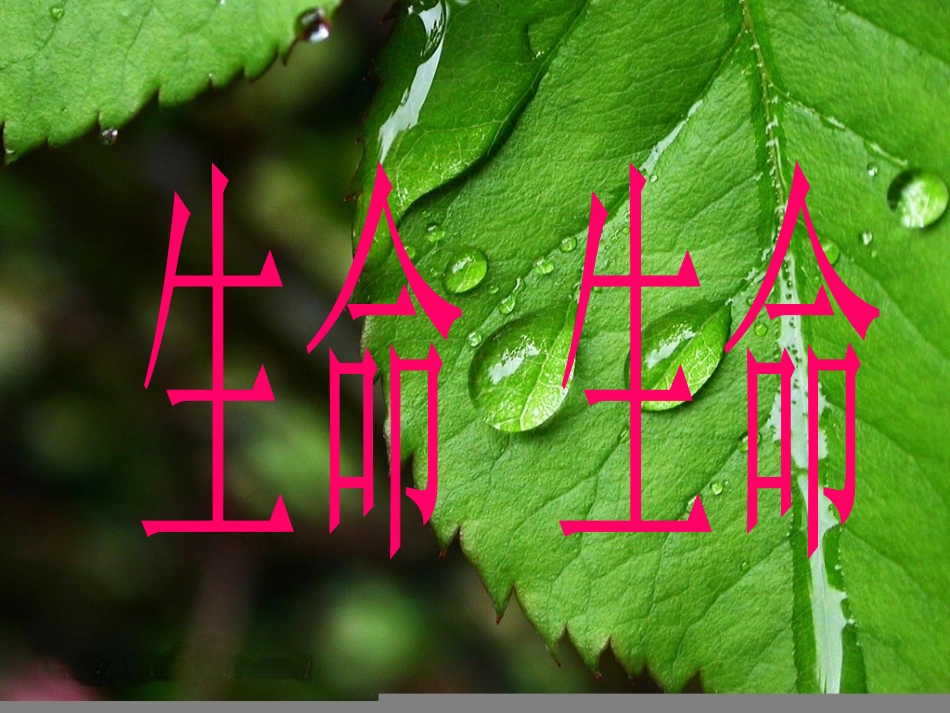 《生命生命》_第1页