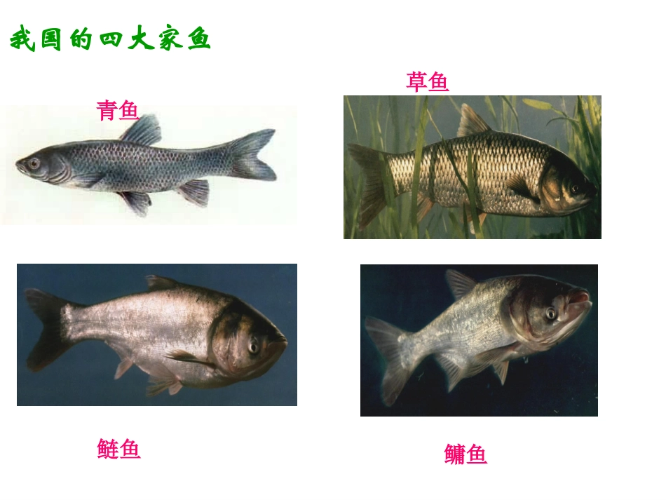 第三节_千姿百态的动物世界_第3页