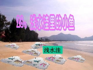 28浅水洼里的小鱼 (2)