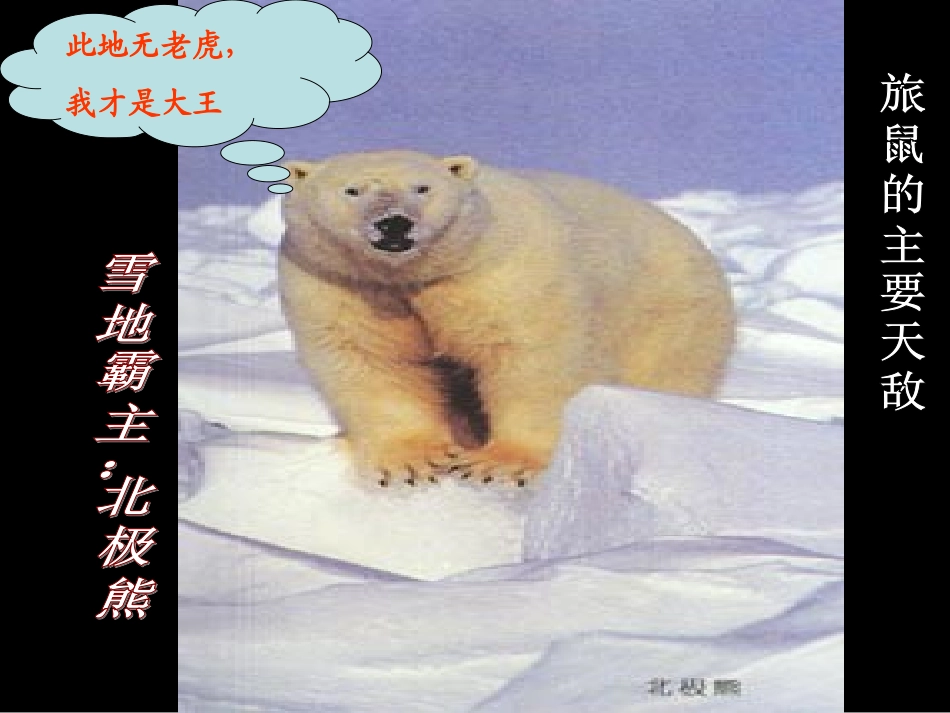 旅鼠之谜 (3)_第2页