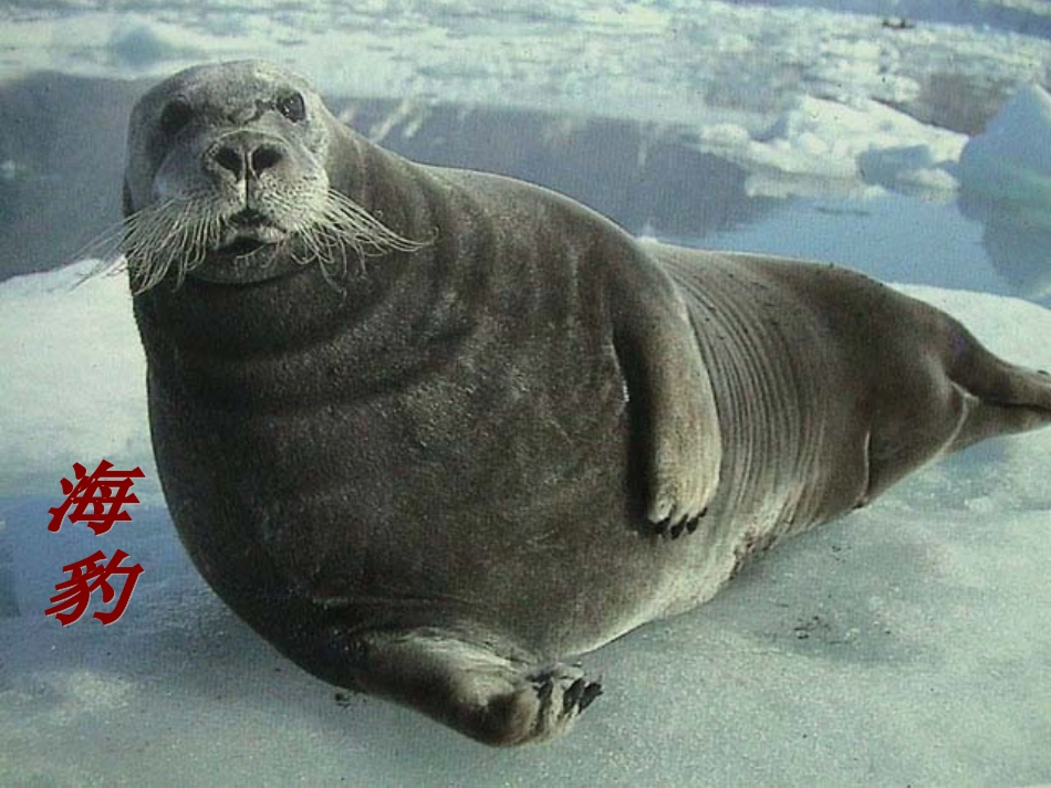 旅鼠之谜 (3)_第3页