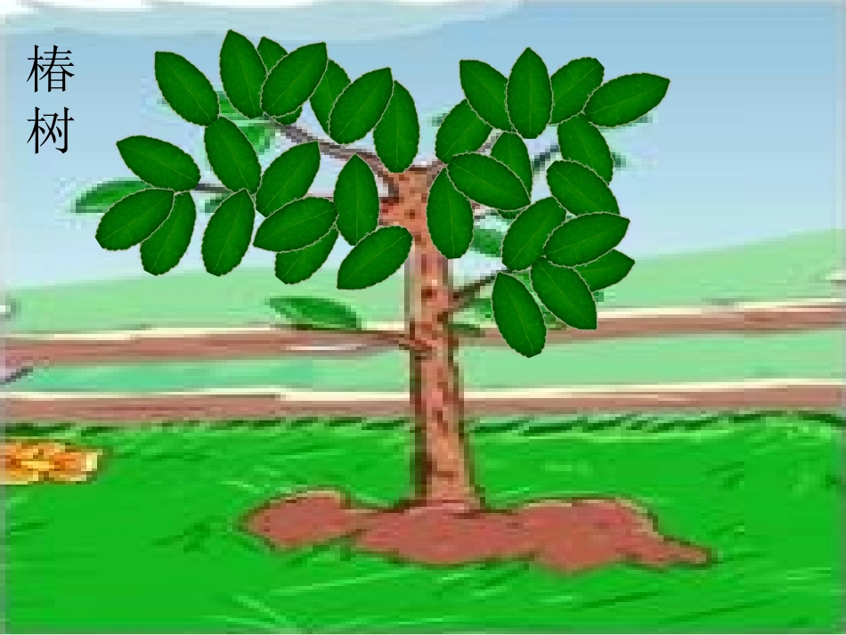 一片树叶课件_第2页