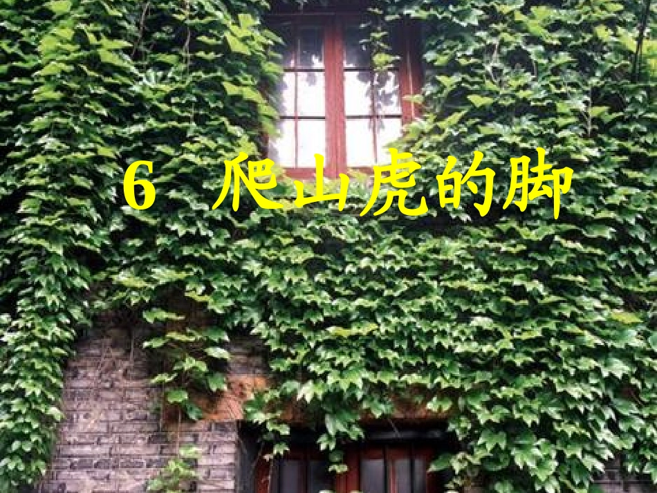爬山虎的脚PPT_第1页