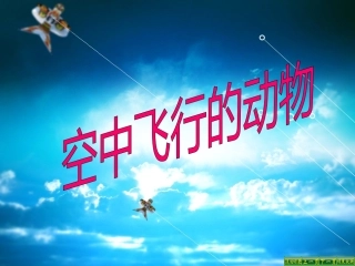 513空中飞行的动物-昆虫