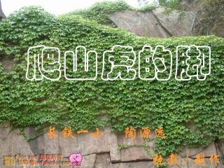 爬山虎的脚1200