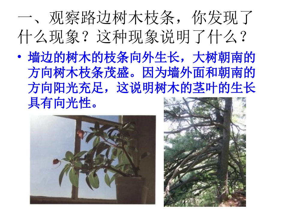 5、茎往哪边长_第2页