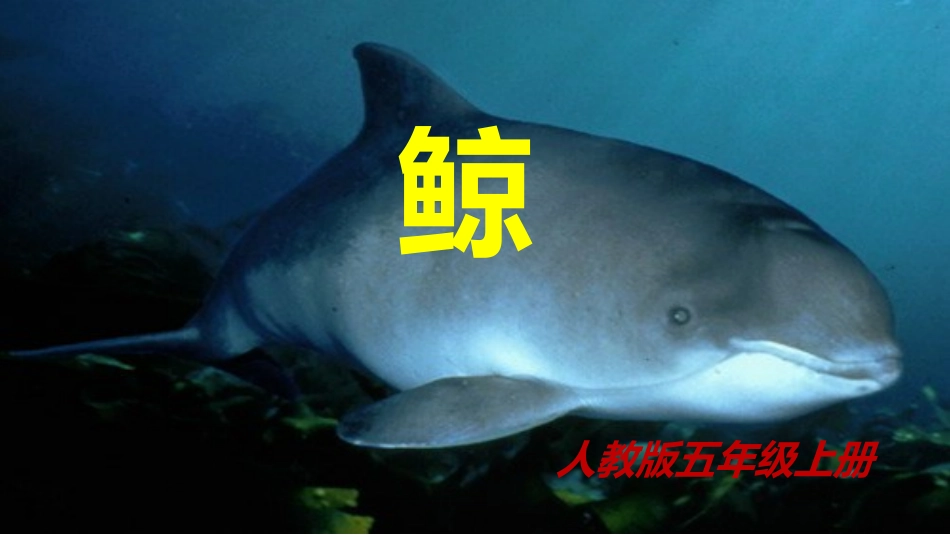 《鲸》说明方法_第1页