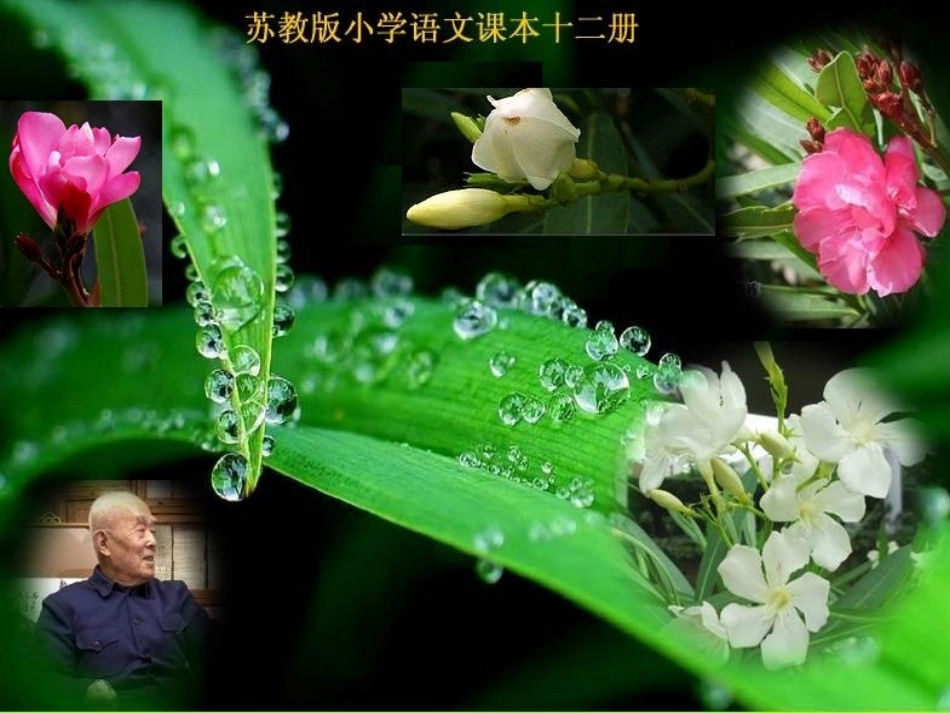 夹竹桃（课件）_第2页