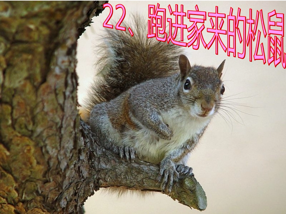 22_跑进家来的松鼠张云_第1页