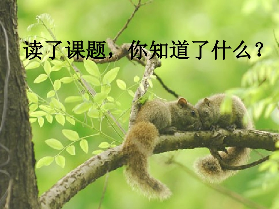 22_跑进家来的松鼠张云_第2页