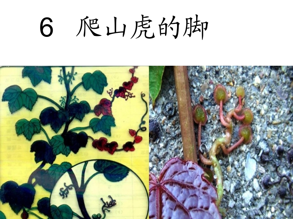 6爬山虎的脚 (2)_第1页