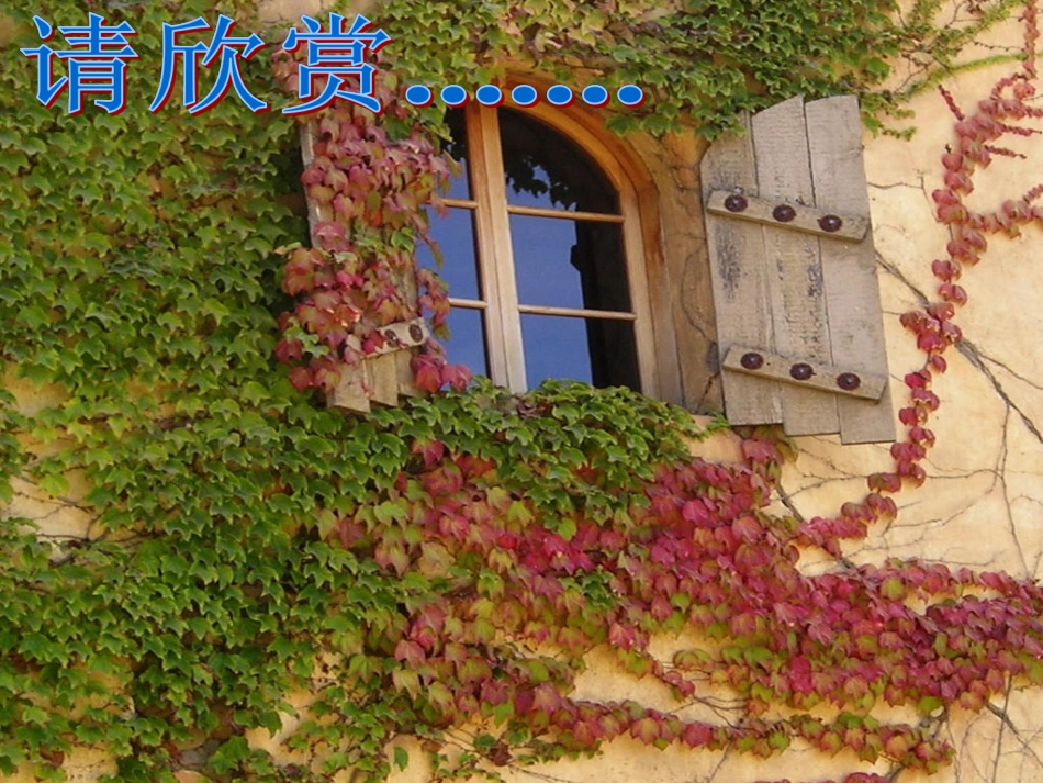 6爬山虎的脚 (2)_第3页