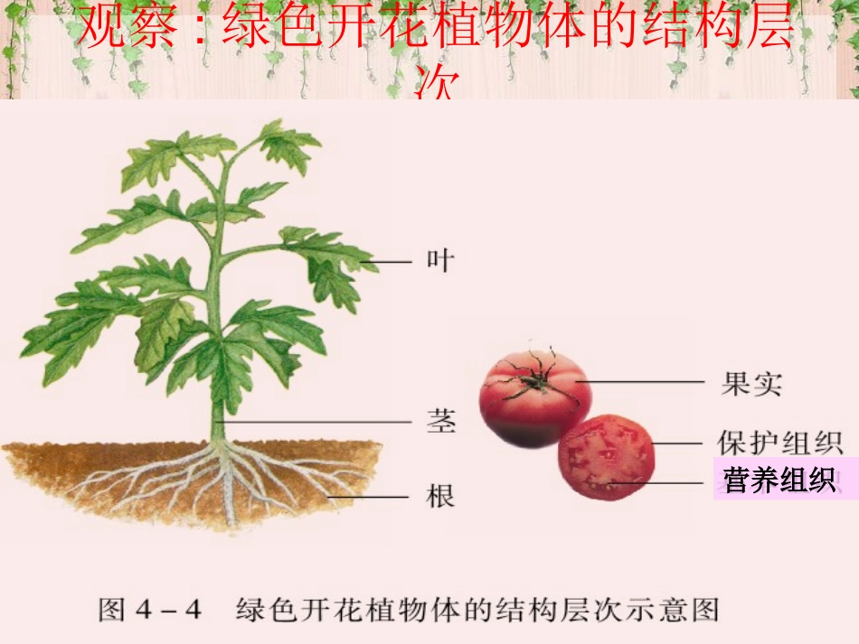 42多细胞生物体的组成_第3页