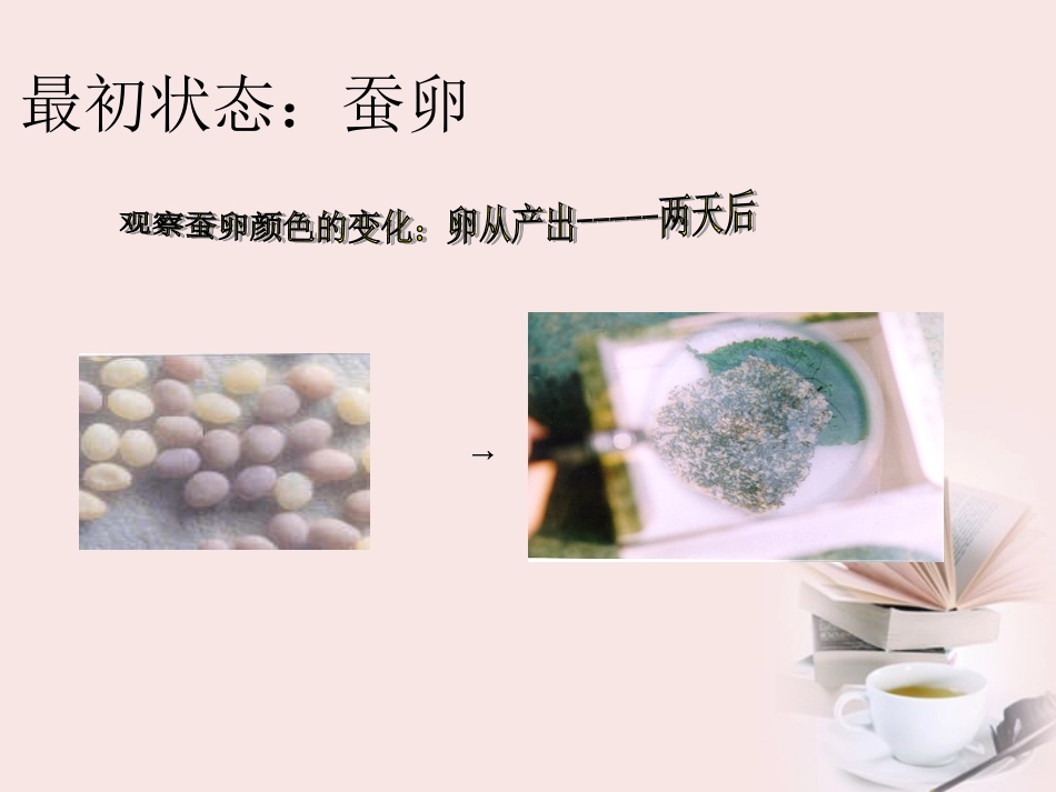 蚕的生命变化_第2页