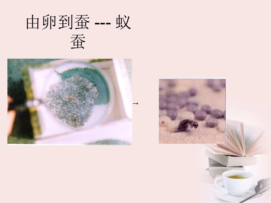 蚕的生命变化_第3页