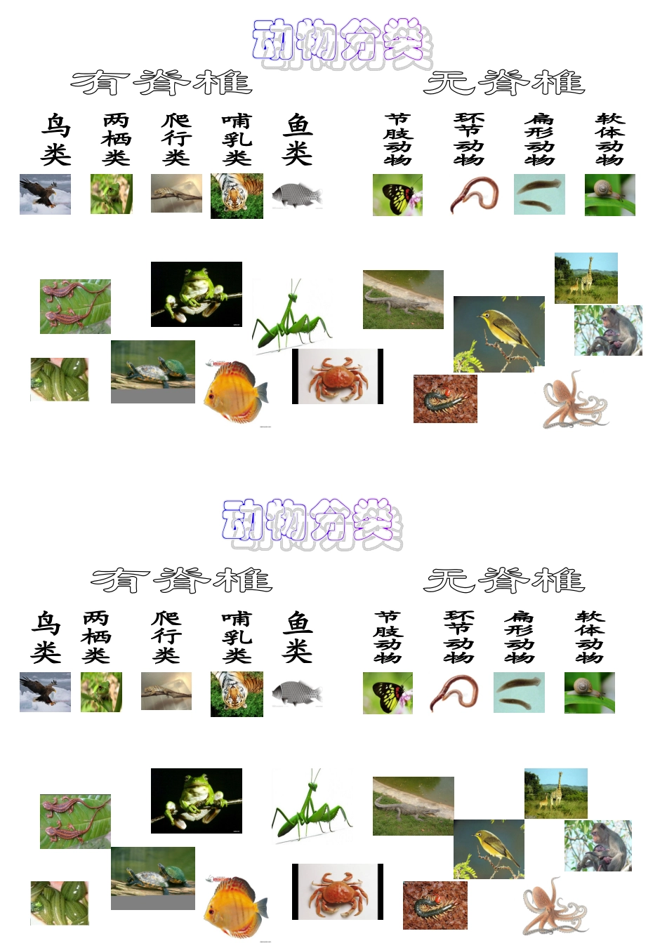 动物分类连线图_第1页