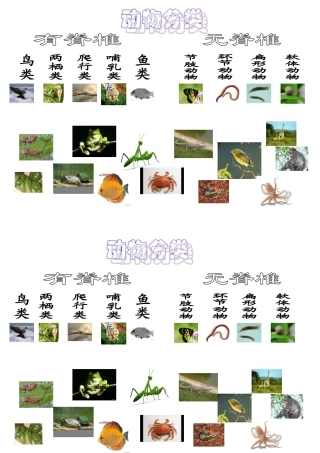 动物分类连线图