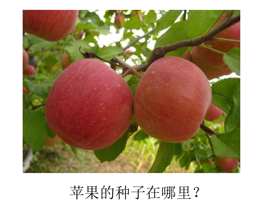 种子藏在哪里？_第2页