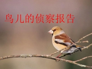 鸟儿的侦查报告讲课