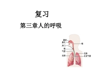 第三章人的呼吸13