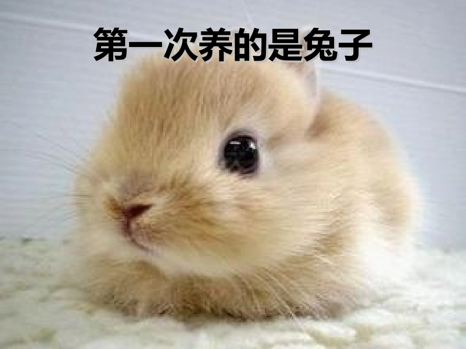 第一次养小动物6_第2页