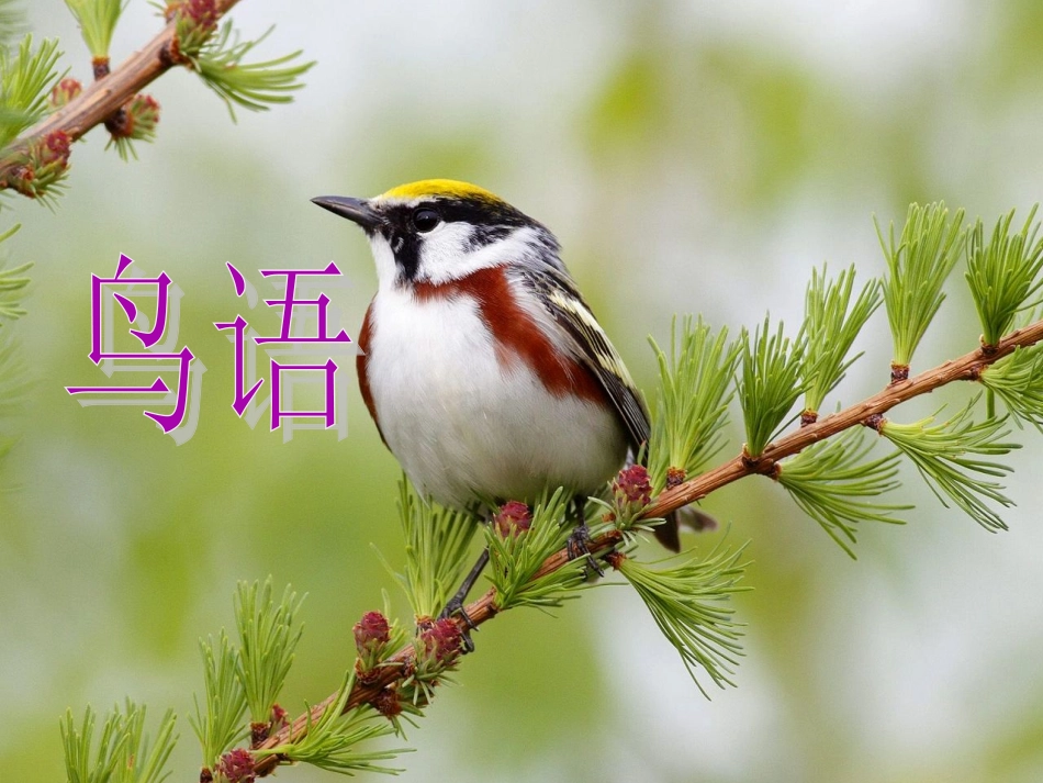 《鸟语》课件2_第1页