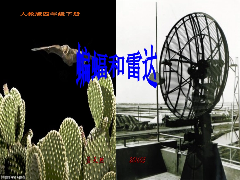 《蝙蝠和雷达》_第1页