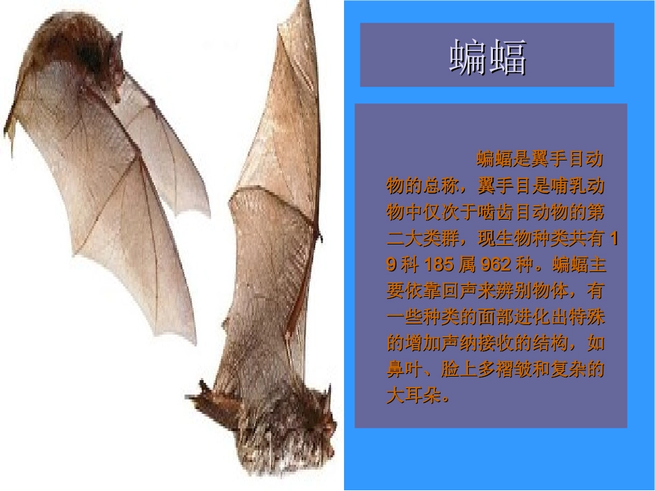 《蝙蝠和雷达》_第2页